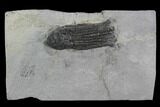 Crinoid (Abrotocrinus) Fossil - Crawfordsville, Indiana #94746-1